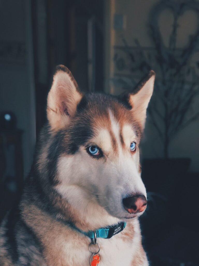 Puppy eating from bowl