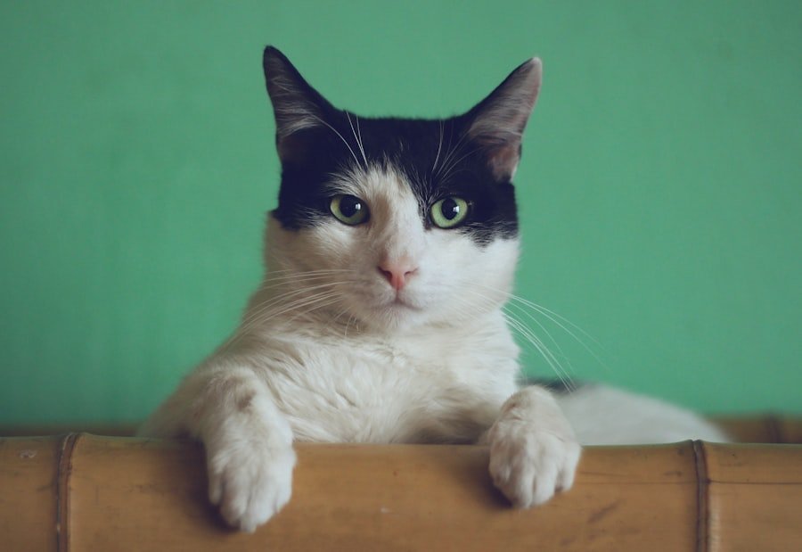 Cat health warning signs